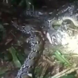 Ular Piton 7,8 Meter Telan Wanita di Taliabu Maluku Utara