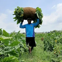 Petani Tembakau Sunda Tolak Aturan Kemasan Polos dan Pembatasan Nikotin