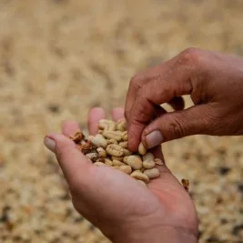 Mengenal Sejarah Kopi Java yang Mendunia Lewat Jalur Perdagangan VOC