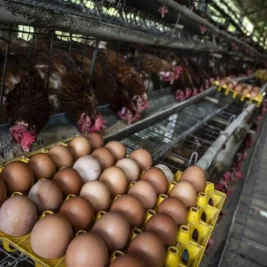 Bapanas Kaji Bansos Ayam dan Telur Imbas Harga di Peternak Anjlok