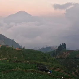 Napas Baru di Kaki Gunung Prau Usai Krisis Menghantam