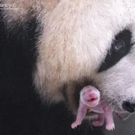 Panda Ai Bao Melahirkan Anak Keempat di Everland Resort