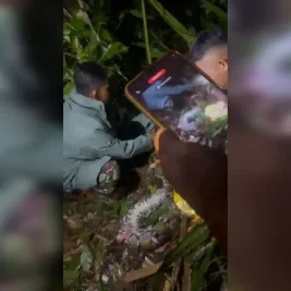 Ular Piton 7,8 Meter Mangsa Wanita di Taliabu, Suami Potong Kepala Ular