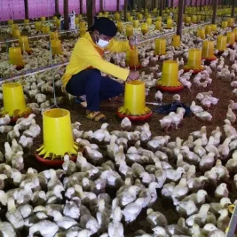 Peternak Ayam Broiler Alami Kerugian Hingga Ratusan Juta Rupiah