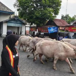 Keraton Solo Lepas Lima Kebo Bule untuk Gladi Jelang Malam 1 Suro