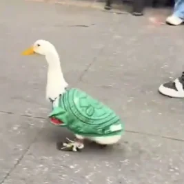 Bebek Berkostum Timnas Meksiko, Maskot Tak Resmi Piala Dunia 2026 yang Viral