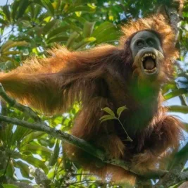 Siklon Senyar Tewaskan 7% Populasi Orang Utan Tapanuli, Ancam Kepunahan