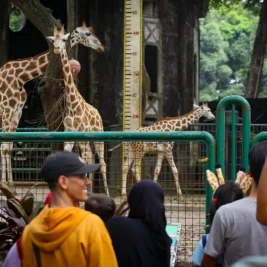 HUT Jakarta ke-499: Gratis Masuk Ragunan dan Tarif Transjakarta Rp 1