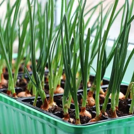 Kementan Kucurkan Insentif Rp 375 Miliar demi Swasembada Bawang Putih