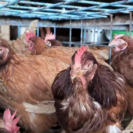 Asosiasi Perunggasan Sepakati Harga Acuan Ayam Hidup Rp19.500-Rp22.000 per Kg
