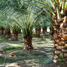 PTPN IV Rugi Miliaran Akibat Penjarahan Sawit di Aceh Utara