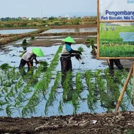 Lahan Pesisir Pantai Sicepit Batang Mulai Manfaatkan Program Minapadi Salin