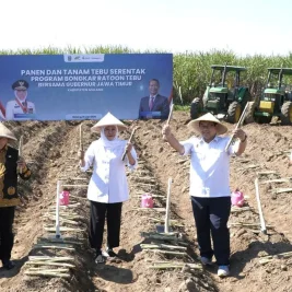 Pemerintah Gencarkan Peremajaan Tanaman Tebu di Kabupaten Malang