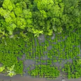 Restorasi Mangrove NHM di Pesisir Kao Tumbuh Subur 90 Persen