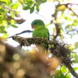 Burung Perkici Muka Biru yang Sangat Langka Ditemukan Kembali di Pulau Buru
