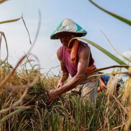 FAO Prediksi Produksi Beras Dunia Turun Jadi 552,4 Juta Ton