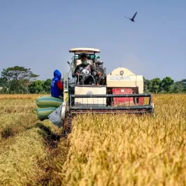 Syngenta Luncurkan Miravis Duo untuk Petani Padi di Jember
