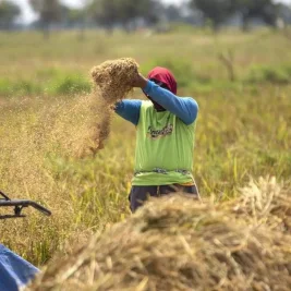 Indonesia Puncaki Produksi Beras Asia Tenggara, Peringkat Keempat Dunia
