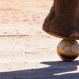 Jerman Waspadai Fisik Pantai Gading di Laga Krusial Grup E Piala Dunia 2026