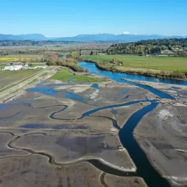 Suku Stillaguamish Banjiri Lahan Pertanian demi Selamatkan Salmon