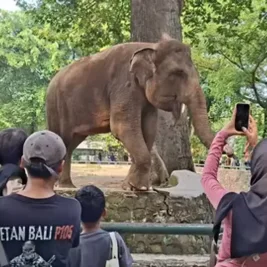 Ragunan Dipadati Puluhan Ribu Pengunjung Jelang Libur Sekolah