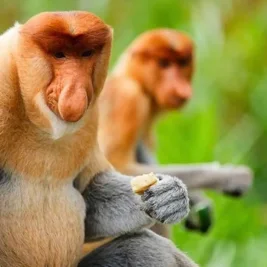 Bekantan Betina Melahirkan Bayi Kembar di Pulau Curiak, Fenomena Langka