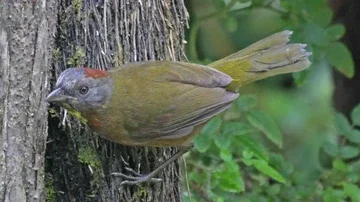 Dua Spesies Burung Beracun Baru Ditemukan di Papua, Dagingnya 'Membakar'