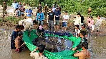 Lele Raksasa Mekong Muncul Kembali, Ilmuwan Terkejut