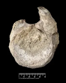 Fosil Dinosaurus Pertama di Antartika Ditemukan Setelah Puluhan Tahun di Laci