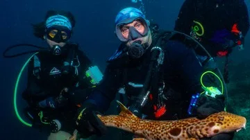 Populasi Hiu Berjalan di Raja Ampat Melonjak Signifikan Berkat Perlindungan