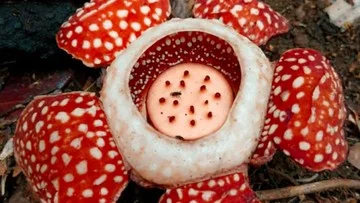 Rafflesia Manillana Langka Ditemukan Kembali di Filipina Setelah 15 Tahun