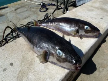 Ikan Buntal Beracun Merajalela di Yunani, Nelayan Dapat Imbalan