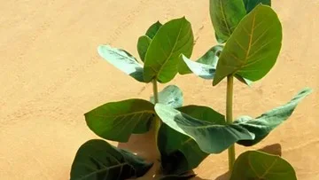 Afrika Bangun Tembok Pohon 8.000 Km untuk Lawan Suhu Panas
