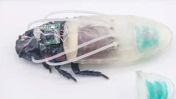 Ilmuwan Ciptakan Kecoa Cyborg yang Bisa Menyelam 3 Jam