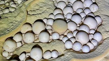Ribuan Mutiara Gua Langka Ditemukan di Gua Baru Vietnam