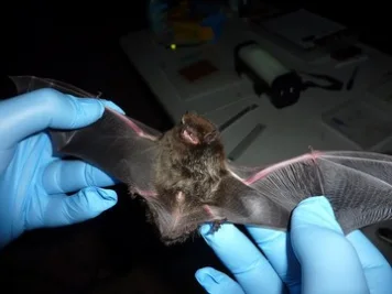 Kisah Tragis Bocah 11 Tahun di Kanada Meninggal Akibat Rabies dari Kelelawar