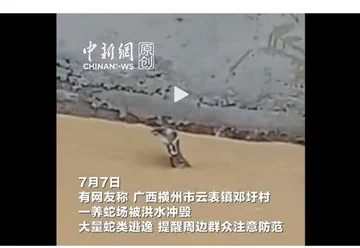 Ratusan Ular Termasuk Kobra Lepas Akibat Banjir di China