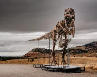 Fosil T-Rex 'Gus' Pecahkan Rekor Dunia, Terjual Rp 906 Miliar