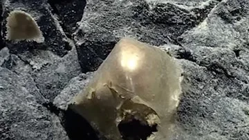 Misteri Bola Emas di Laut Dalam Akhirnya Terpecahkan