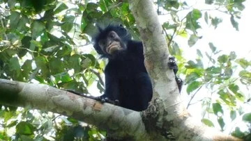 Spesies Monyet Baru Ditemukan di Kongo, Bibir Oranye dan Auman Menggelegar