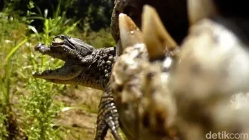 Kamera di Mulut Buaya Nil Ungkap Sisi Pengasuhan yang Mengejutkan