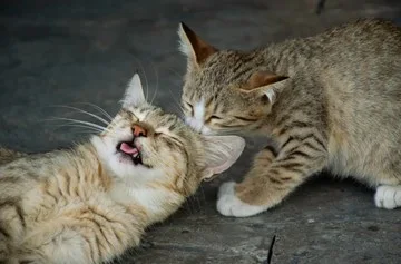 15 Foto Anak Kucing Menggemaskan dari Berbagai Negara