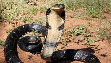 Pawang Ular Tewas Dipatuk King Cobra, Bisanya Mematikan