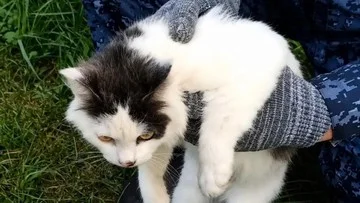 Kucing Jadi Kurir Narkoba di Rusia, Fotonya Viral