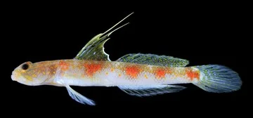 Spesies Baru Ikan Gobi Ditemukan di Banyuwangi, Namanya Terinspirasi Sunrise of Java
