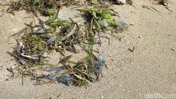Waspada Ubur-ubur Botol Biru Beracun di Pantai Sanur