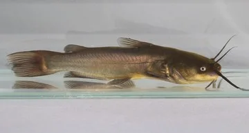 Kanker Langka Menular Antar Ikan Lele Ditemukan, Apakah Berbahaya bagi Manusia?