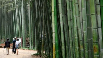 Hutan Kota Korea Selatan Efektif Dinginkan Suhu Saat Gelombang Panas