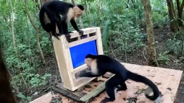 AI Bantu Ilmuwan Uji Kecerdasan Monyet Capuchin di Hutan