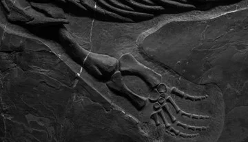 Fosil 125 Juta Tahun Simpan Sel Kulit Utuh, Dinosaurus Ini Mirip Landak